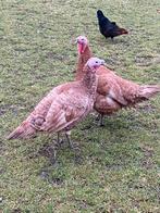 Couple de dindons rouges des Ardennes, Animaux & Accessoires, Volatiles, Plusieurs animaux, Dinde