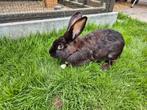 Vlaamse reus voedster, Dieren en Toebehoren