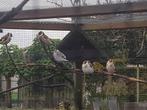 Distelvinken, Dieren en Toebehoren, Vogels | Overige Vogels