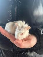 Cavias, Août, Plusieurs animaux, Cobaye