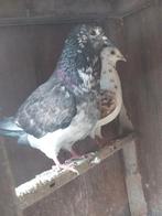 Gespikkelde duiven, Dieren en Toebehoren, Vogels | Duiven