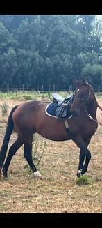 Merrie springpaard 8 jaar, Dieren en Toebehoren, Paarden, Merrie, Z, Springpaard