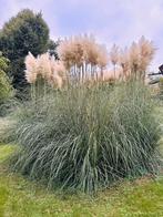 Pampabloem, Tuin en Terras, Ophalen, Herfst