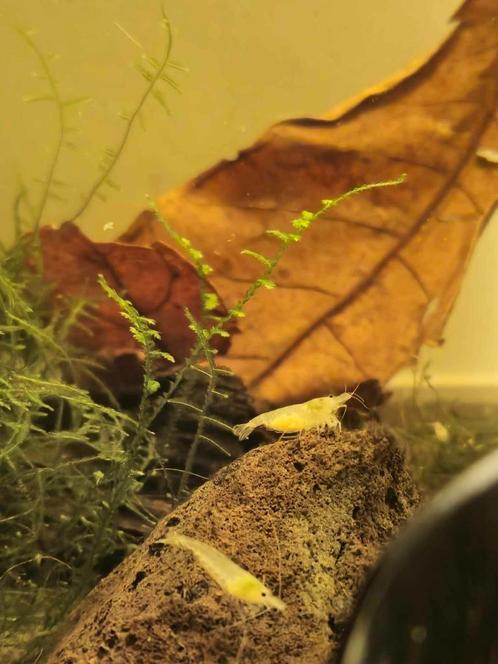 Pearl White garnaal (Neocaridina), Dieren en Toebehoren, Vissen | Aquariumvissen, Zoetwatervis, Kreeft, Krab of Garnaal, Schoolvis