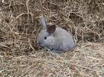 Dwergkonijntjes, Meerdere dieren, Dwerg, 0 tot 2 jaar