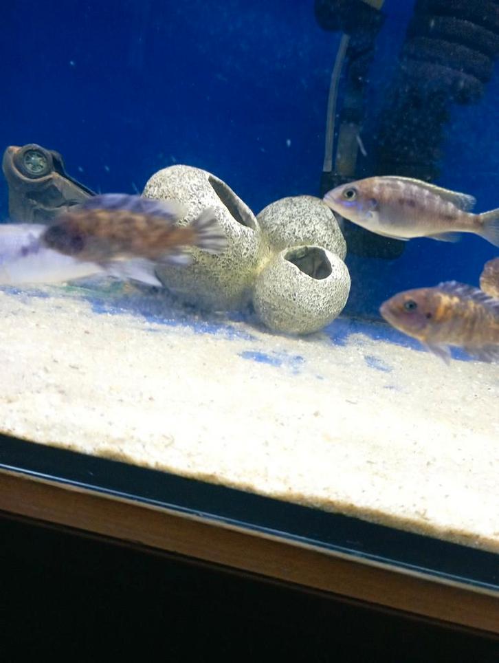 Cichlidès Malawi maylandia esterae, Dieren en Toebehoren, Vissen | Aquariumvissen