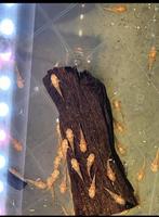 13 Jonge rode ancistrus, Dieren en Toebehoren, Vissen | Aquariumvissen