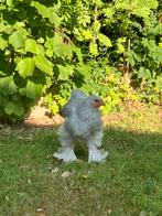 Brahma haantje Isabel, Dieren en Toebehoren, Pluimvee, Mannelijk, Kip