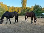 2 merries, Dieren en Toebehoren, Paarden
