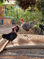 Koppel naakthalskriel, Dieren en Toebehoren, Meerdere dieren, Kip