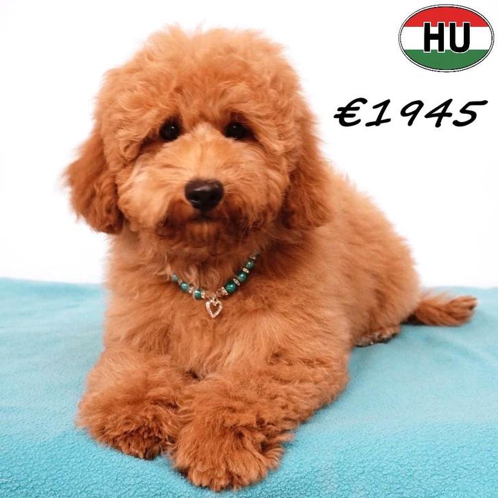 Charmante Dwergpoedel pups te koop, Dieren en Toebehoren, Honden | Chihuahua's en Gezelschapshonden, Meerdere dieren, Poedel, Handelaar