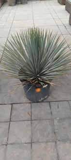 ‼️yucca rostrata aan promoprijzen ‼️, Tuin en Terras, Ophalen