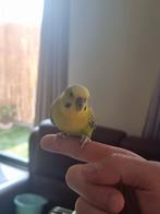 Jonge grasparkiet, Mannelijk, Tropenvogel, Geringd