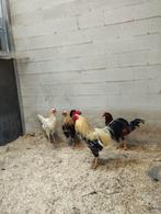 Mooie haan, Dieren en Toebehoren, Pluimvee, Mannelijk