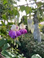 Fuchsia wintervast, Tuin en Terras, Vaste plant, Halfschaduw, Zomer, Ophalen