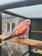 Bourkes '25, Dieren en Toebehoren