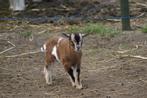 dwerg geiten, Animaux & Accessoires, Moutons, Chèvres & Cochons, Mâle, Chèvre, 0 à 2 ans