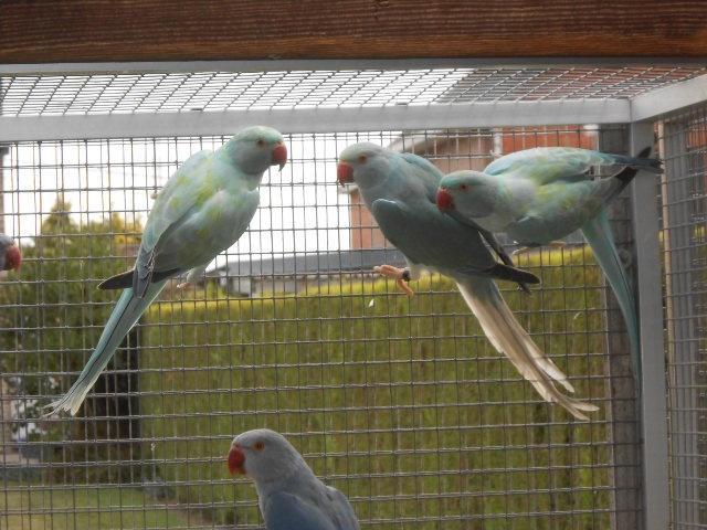 halsband koppel 2025, Animaux & Accessoires, Oiseaux | Perruches & Perroquets, Perruche, Plusieurs animaux, Bagué