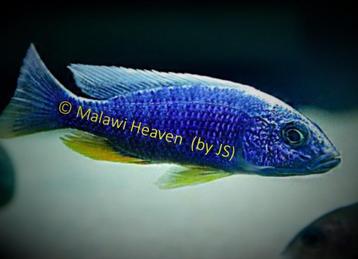 Sciaenochromis fryeri Iceberg - malawi cichliden, Poisson, Poisson d'eau douce, Banc de poissons