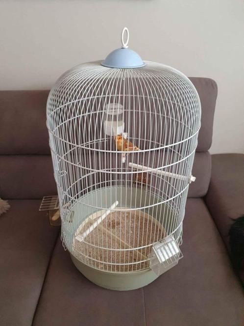 Grande cage oiseaux 70 x 38 cm et accessoires, Animaux & Accessoires, Oiseaux | Cages & Volières, Comme neuf, Cage à oiseaux, Enlèvement