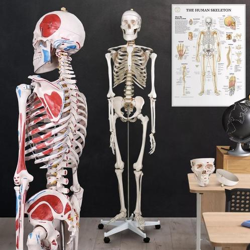 Skelet Anatomie model levensgroot met spier weergave poster, Diversen, Schoolbenodigdheden, Nieuw, Ophalen