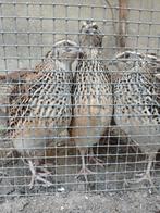 Familie japans wildkleur kwartels!!, Poule ou poulet, Sexe inconnu
