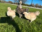 Duitse Faverolle kippen, Dieren en Toebehoren, Pluimvee