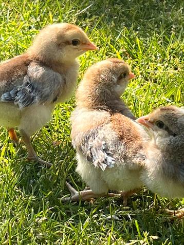 6x Kuikens Cream Legbar - haantjes beschikbaar voor biedingen
