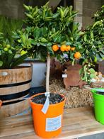 Citrus Calamondin, Tuin en Terras, Ophalen