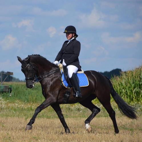 Mooie merrie te koop, Dieren en Toebehoren, Paarden, Merrie, Z, 165 tot 170 cm, 11 jaar of ouder, Dressuurpaard, Met stamboom