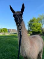 Lama merrie Nori, Dieren en Toebehoren, Overige Dieren, Januari, Vrouwelijk