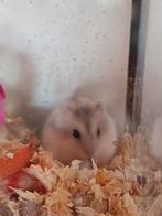 Dwerghamster, Animaux & Accessoires, Rongeurs, Janvier, Hamster, Domestique