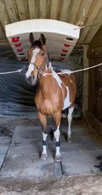 Brave 4 jarige bonte ruin bwp, Dieren en Toebehoren, Paarden, Ruin