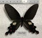 Byasa polyeuctus, vlinders uit Thailand, Verzamelen, Ophalen of Verzenden