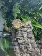 Leachianus koppel, Dieren en Toebehoren