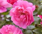 Couvre-sol rose The Fairy, Jardin & Terrasse, Plantes | Jardin, Couvre-sol, Enlèvement ou Envoi, Mi-ombre, Été
