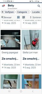 Vogel, Dieren en Toebehoren, Vogels | Parkieten en Papegaaien