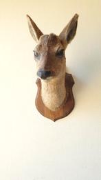 Taxidermie Opgezette Reeënkop met afgevallen gewei, Ophalen of Verzenden, Gebruikt, Hert, Gewei of Kop