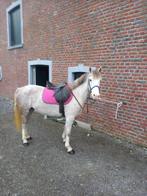 Hongre gris, Animaux & Accessoires, Poneys, Vermifugé, Hongre, Débourré, Poney de récréation