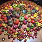 İk verkoop verschillende soorten Bio tomatenplanten., Tuin en Terras, Planten | Tuinplanten, Ophalen