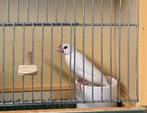 TE KOOP: Rijsvinken TT Kwaliteit., Dieren en Toebehoren, Vogels | Overige Vogels