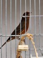 Prachtige kruising Roodmus x kanarie., Animaux & Accessoires, Oiseaux | Oiseaux Autre