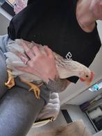 Harry zoekt een nieuw thuis