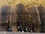 zwartbles ooien (12), Dieren en Toebehoren