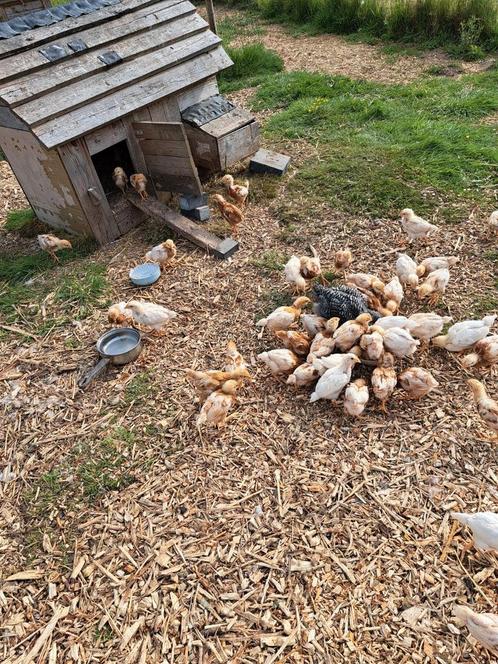 Isa Brown, Dieren en Toebehoren, Pluimvee
