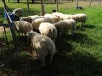 Prima Dekrammen te koop, Mannelijk, Schaap, 0 tot 2 jaar