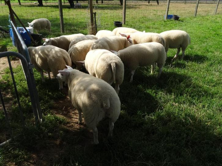 Prima Dekrammen te koop, Dieren en Toebehoren, Schapen, Geiten en Varkens, Schaap, Mannelijk, 0 tot 2 jaar