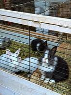 Verschillende dwergkonijnen, Dieren en Toebehoren, Konijnen
