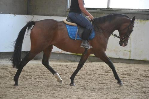 Leuke merrie, Dieren en Toebehoren, Paarden, Merrie