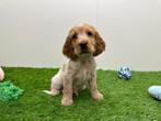 Nestjes van Engelse Cocker Spaniel pups